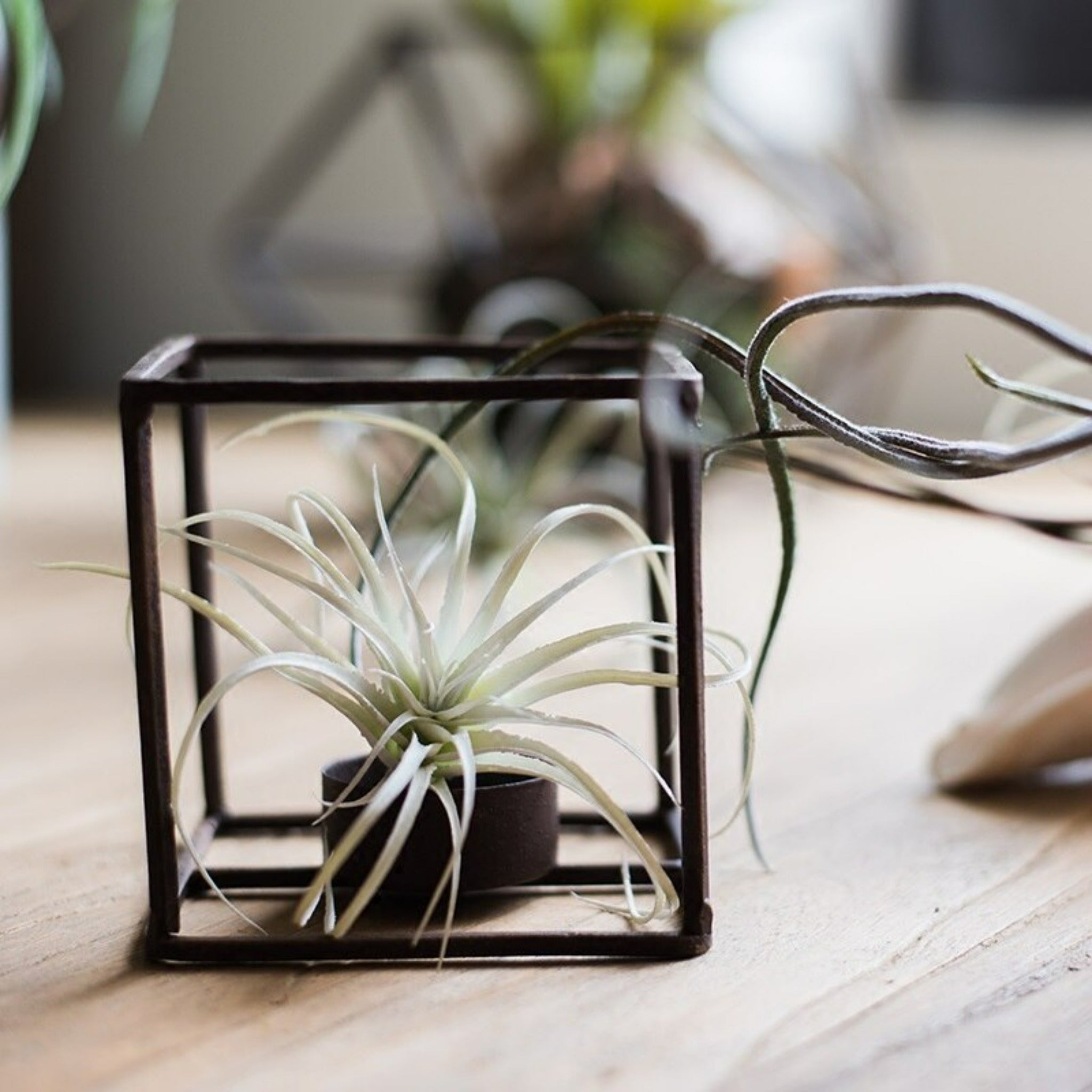 Décoration pour plante